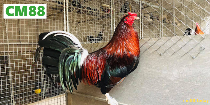 Lợi ích khi chọn Dòng Gà Sweater trong Đá gà online